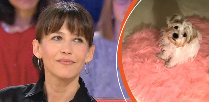 Sophie Marceau a sauvé un petit chien abandonné   Elle le considère alors comme 